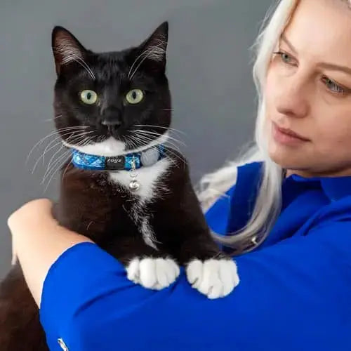 Woman holding a black and white cat with a blue collar, showcasing a loving pet-owner bond.