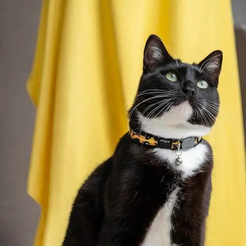 Black and white cat with a stylish collar gazing upwards against a bright yellow backdrop.