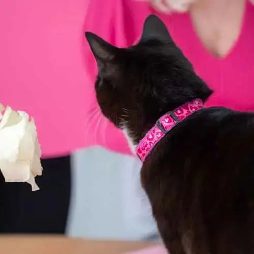Black cat with a pink collar, sitting near a person in a pink sweater, showcasing pet fashion.