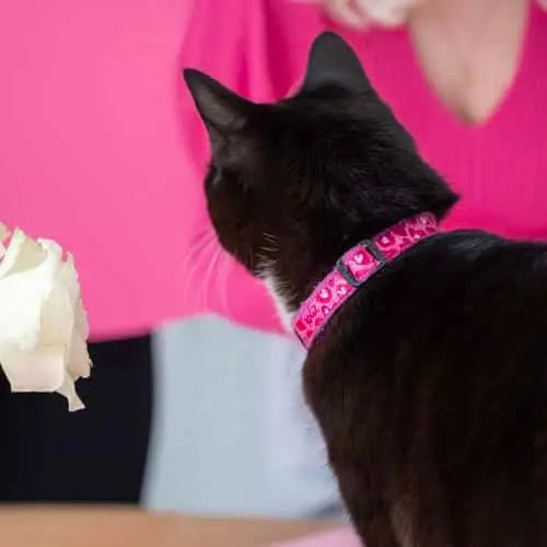 Black cat with a pink collar, sitting near a person in a pink sweater, showcasing pet fashion.