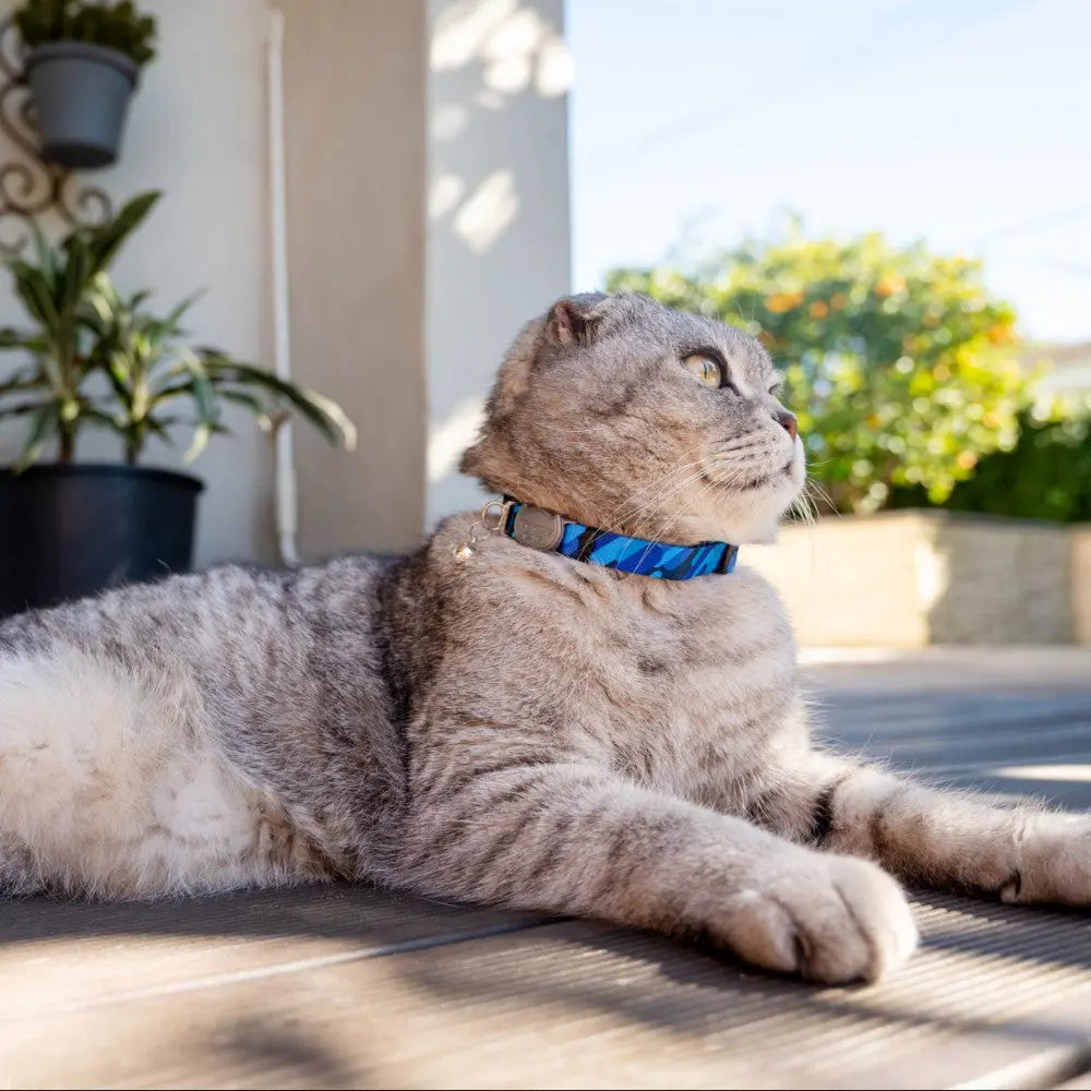 Gray cat lounging outdoors with a blue collar, enjoying the sunny weather.
