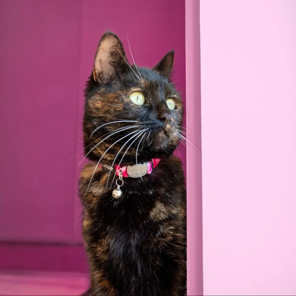 Tortoiseshell cat with bright green eyes gazing thoughtfully against a pink background.