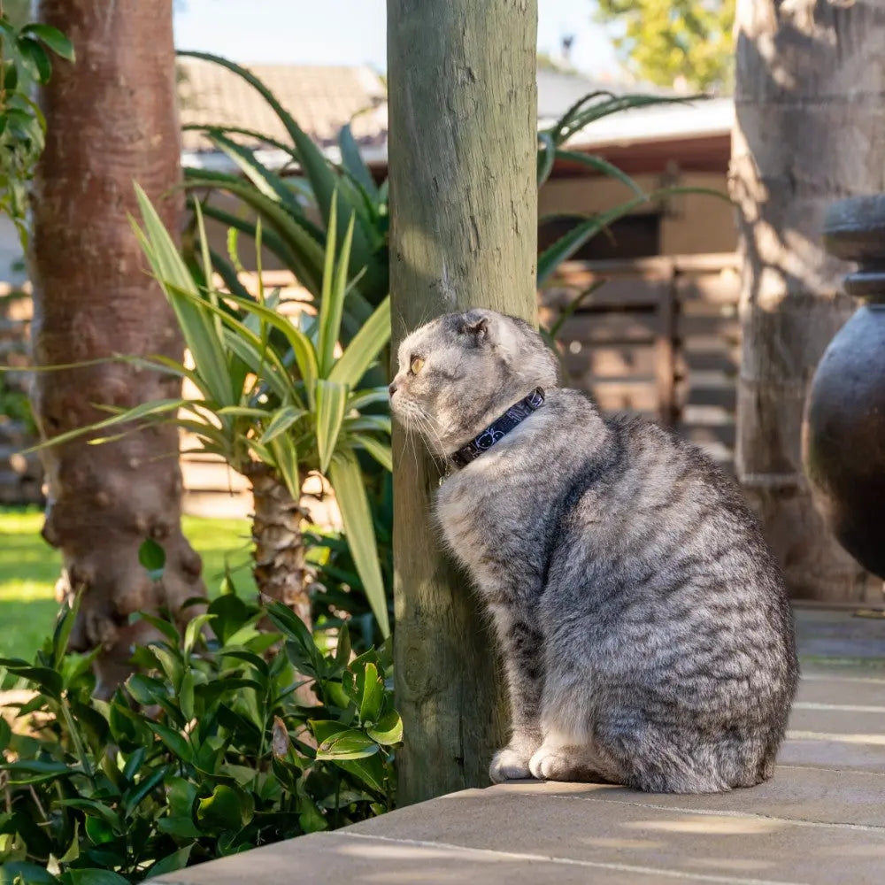 Gray cat sitting beside a wooden post in a sunny garden, surrounded by plants and greenery.