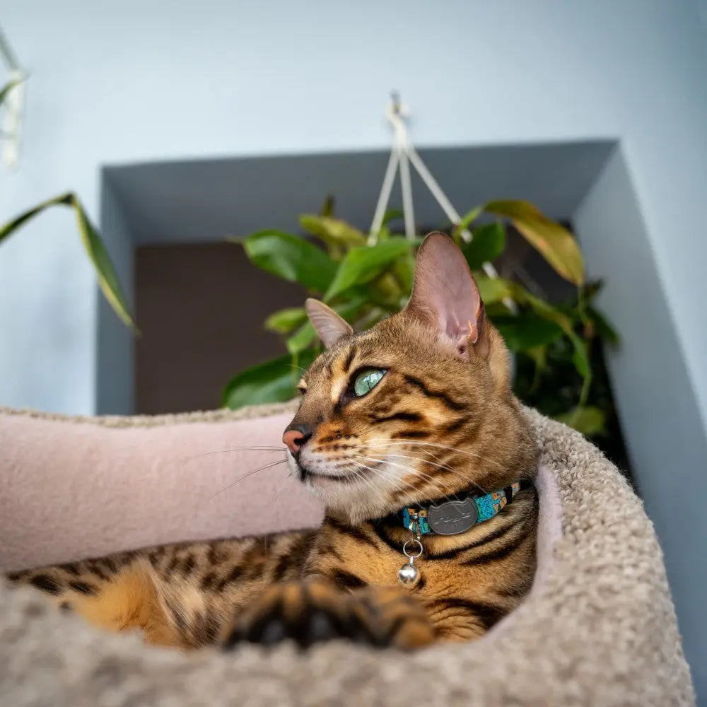 Bengal cat lounging in a cozy bed with green plants in the background.