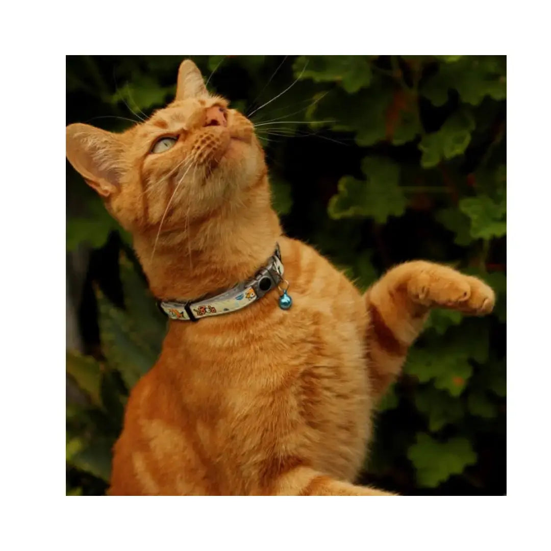 Rogz Catz GlowCat Collar   | Canine & Co