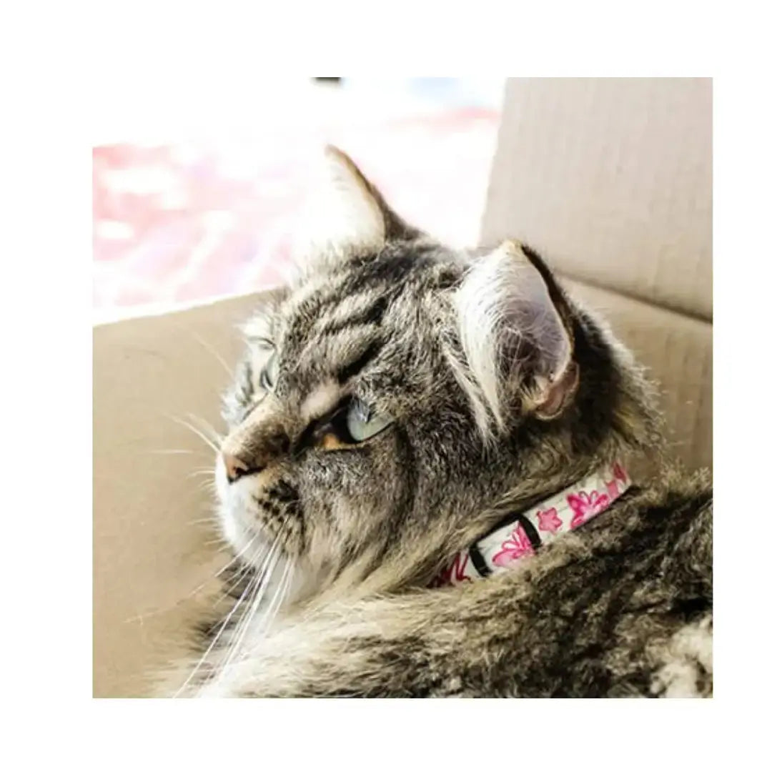 Rogz Catz GlowCat Collar   | Canine & Co