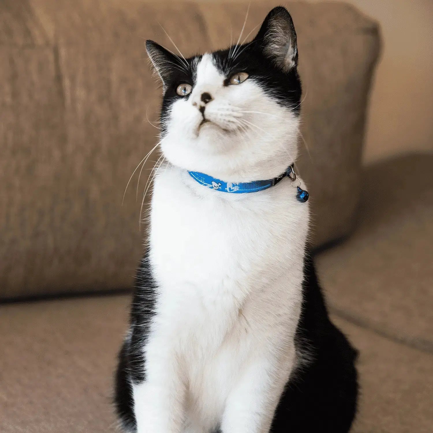 Rogz Catz KiddyCat Safeloc Breakaway Cat Collar   | Canine & Co