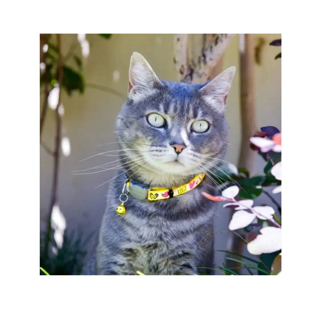 Rogz Catz Reflecto Cat Collar   | Canine & Co