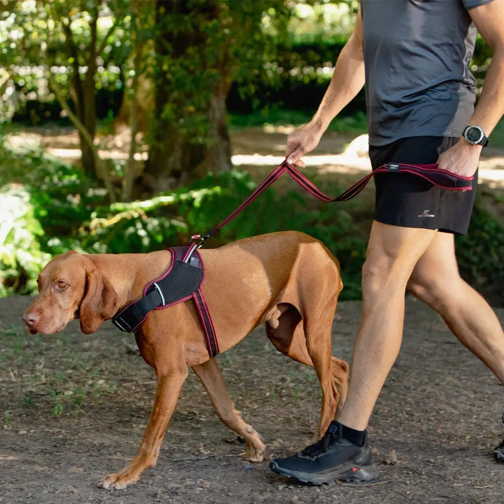 Man walking a dog on a leash in a park, showcasing a comfortable harness and outdoor activity.