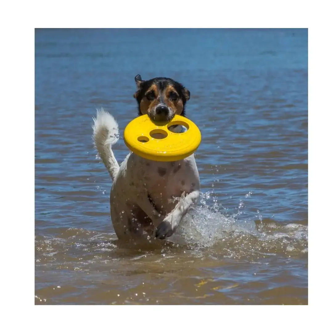 Rogz Dog Flyer RFO Dog Throw Toy   | Canine & Co
