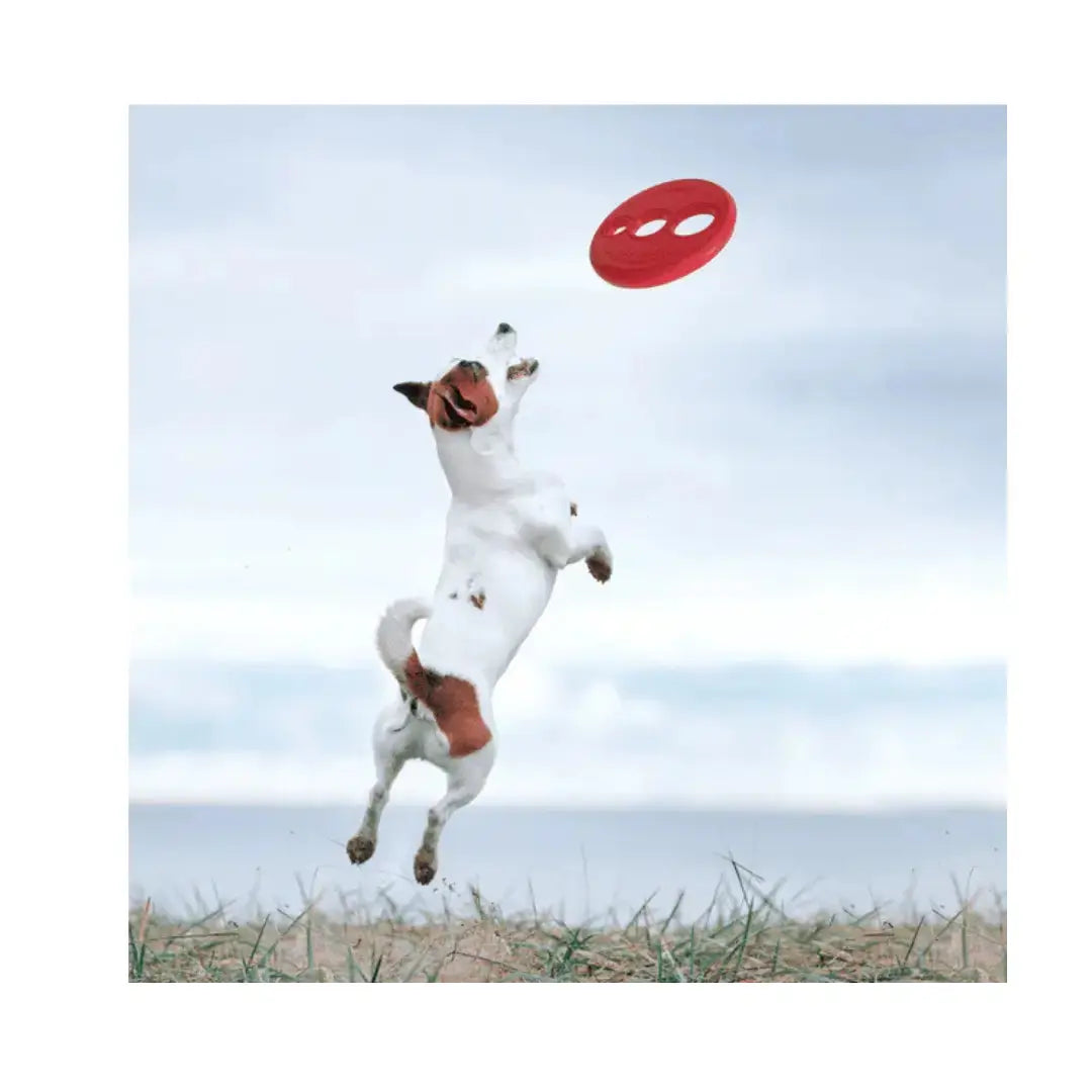Rogz Dog Flyer RFO Dog Throw Toy   | Canine & Co