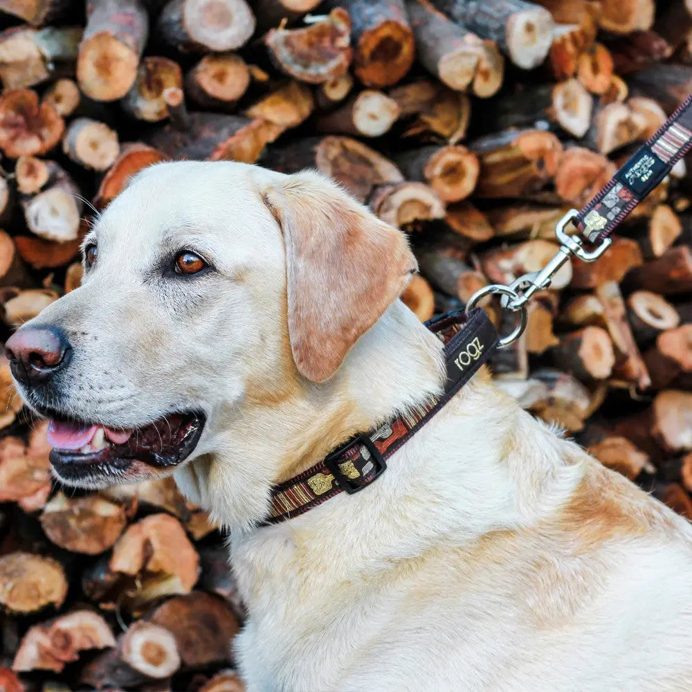 Labrador retriever wearing a stylish collar, standing against a backdrop of stacked firewood.