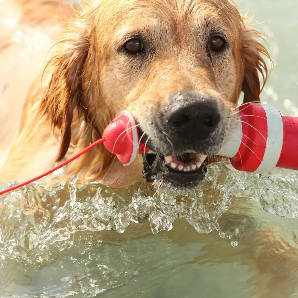 Golden retriever swimming with a red and white toy in its mouth, enjoying a sunny day at the beach.