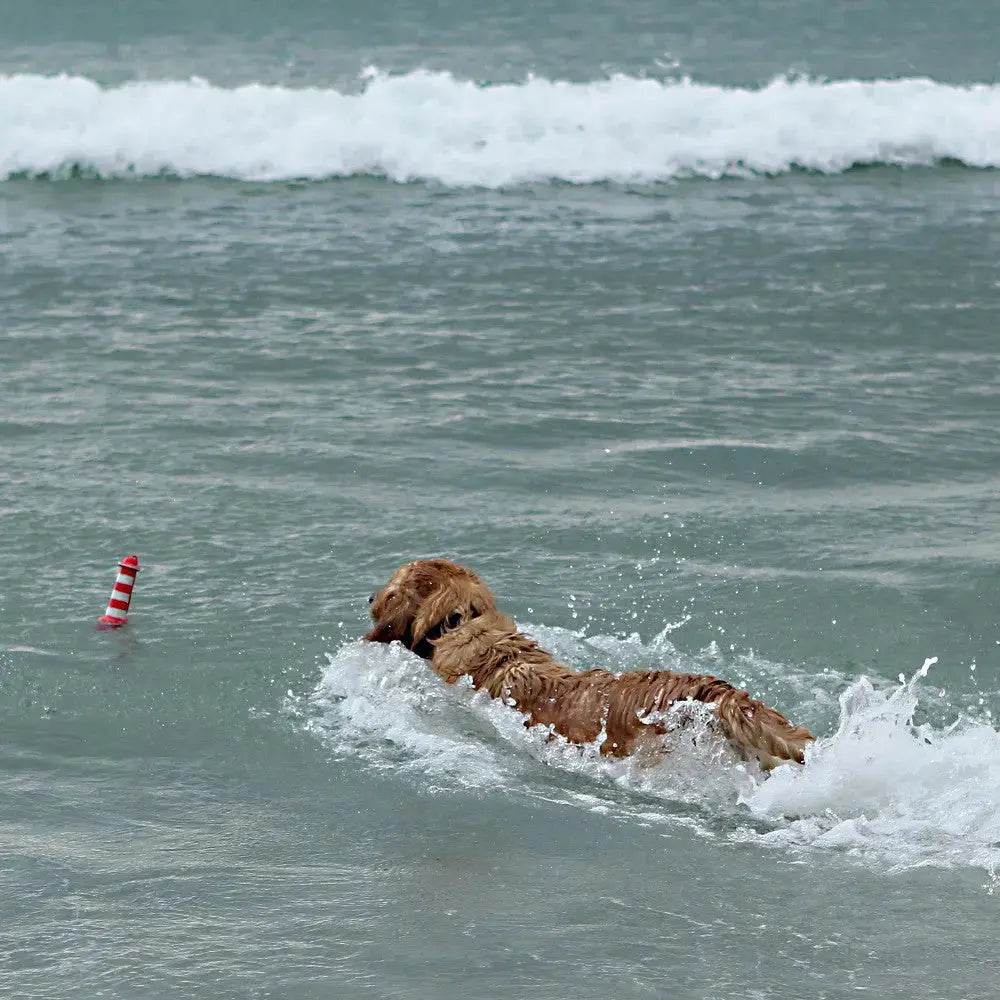 Golden retriever swimming in the ocean, joyfully fetching a buoy in the waves.