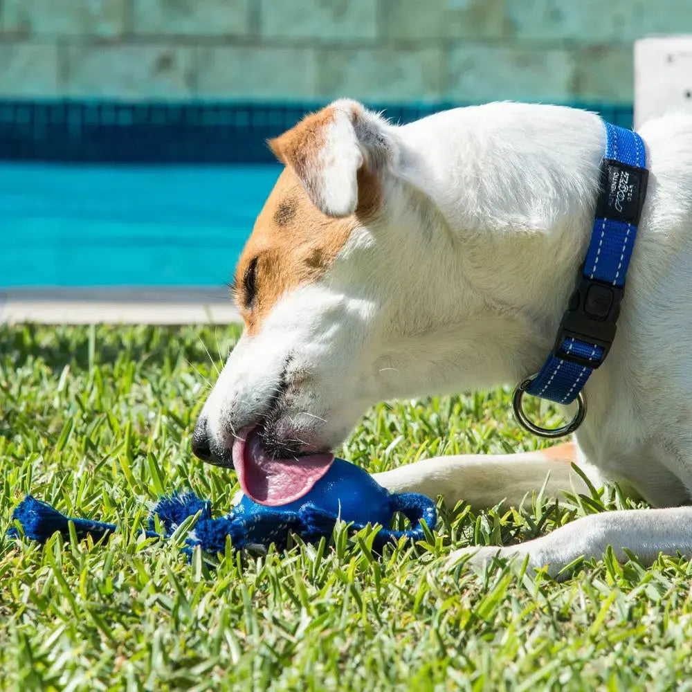 Dog enjoying a blue chew toy on the grass by a poolside.