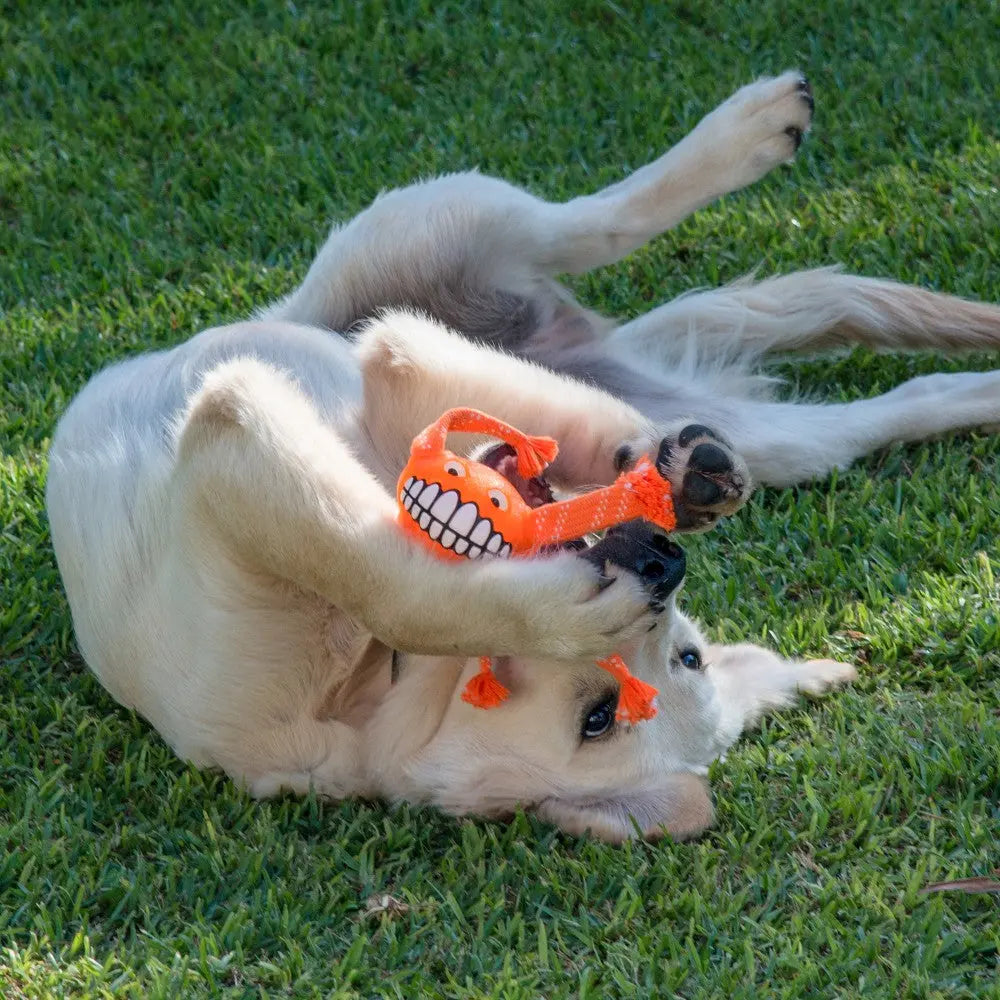 Golden retriever playing with an orange toy on green grass, showcasing fun and playful energy.