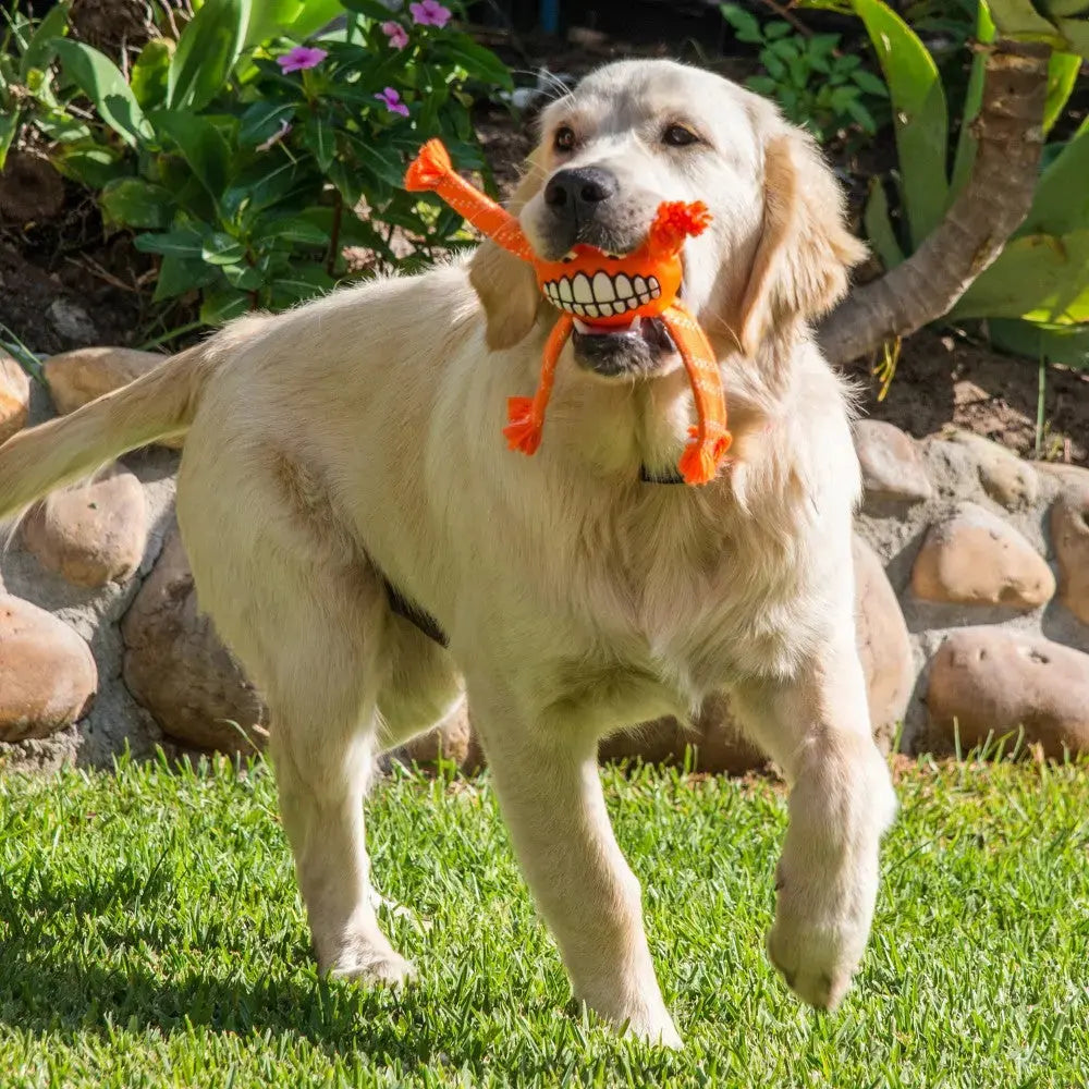 Golden retriever playing with a fun orange toy in a lush green yard.