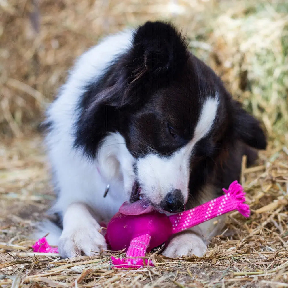 Dog playing with a pink chew toy in a straw-filled environment.