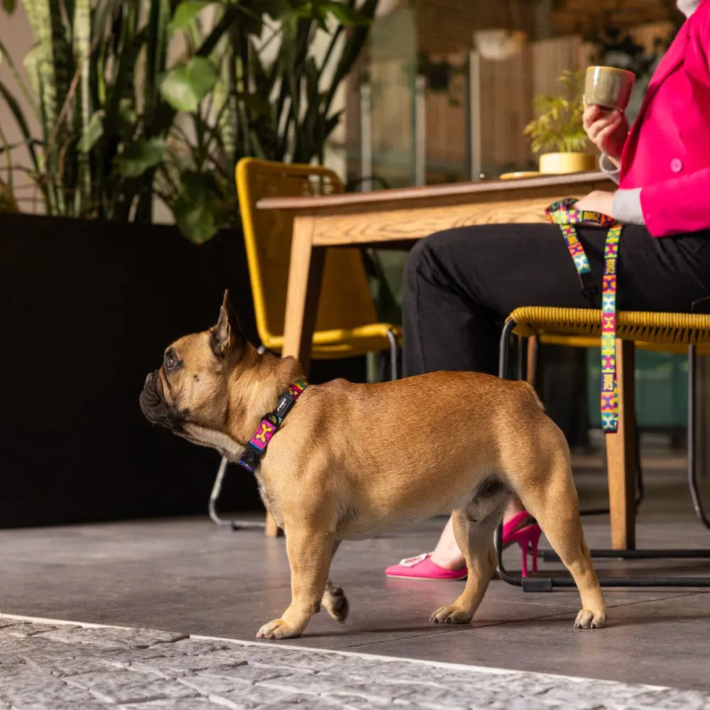 French Bulldog on a colorful leash at a stylish café, showcasing pet-friendly vibes.