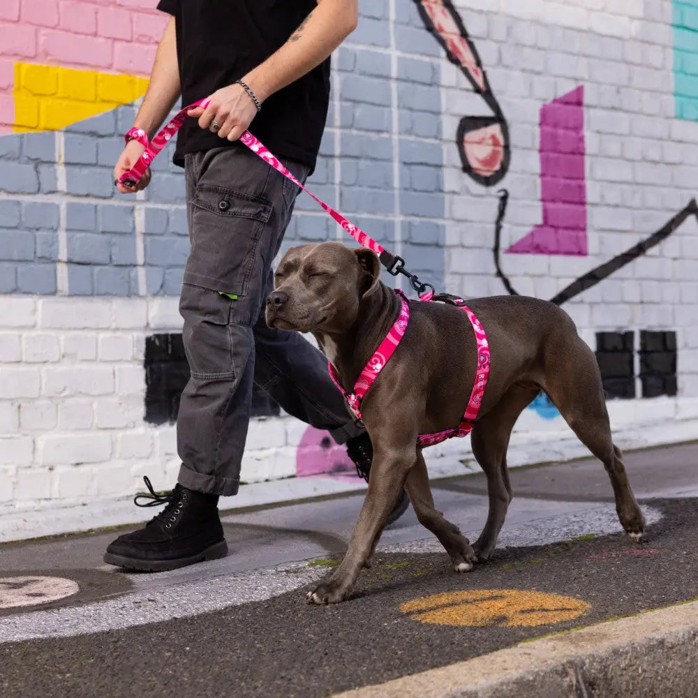Person walking a dog on a colorful street with a pink harness and leash.