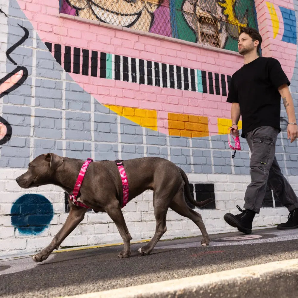 Man walking a gray dog on a colorful street with vibrant murals.