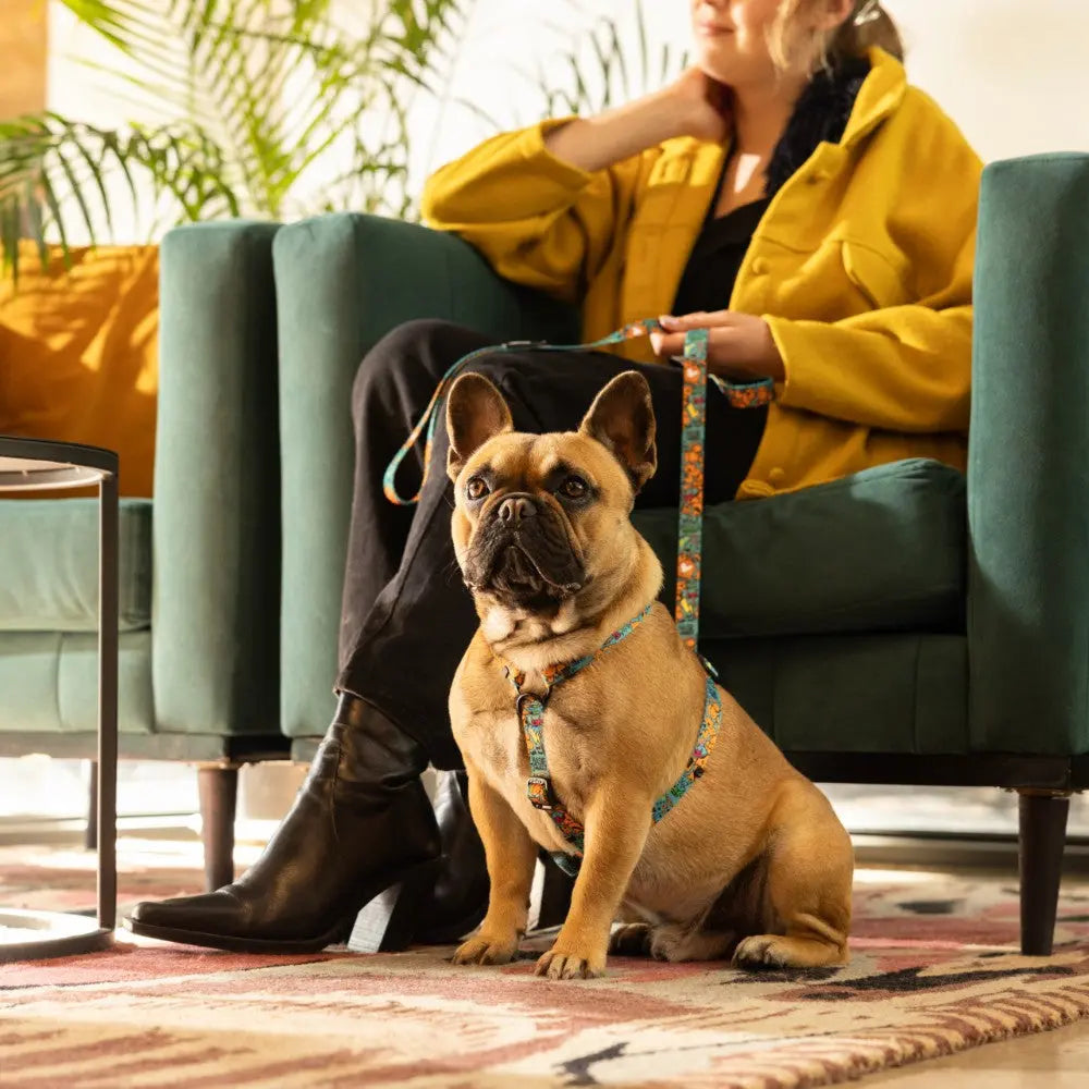 French Bulldog in a colorful harness sits beside a person on a green couch, showcasing pet companionship.