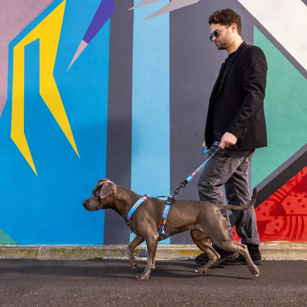 Man walking a dog on a colorful street with a stylish harness and leash.