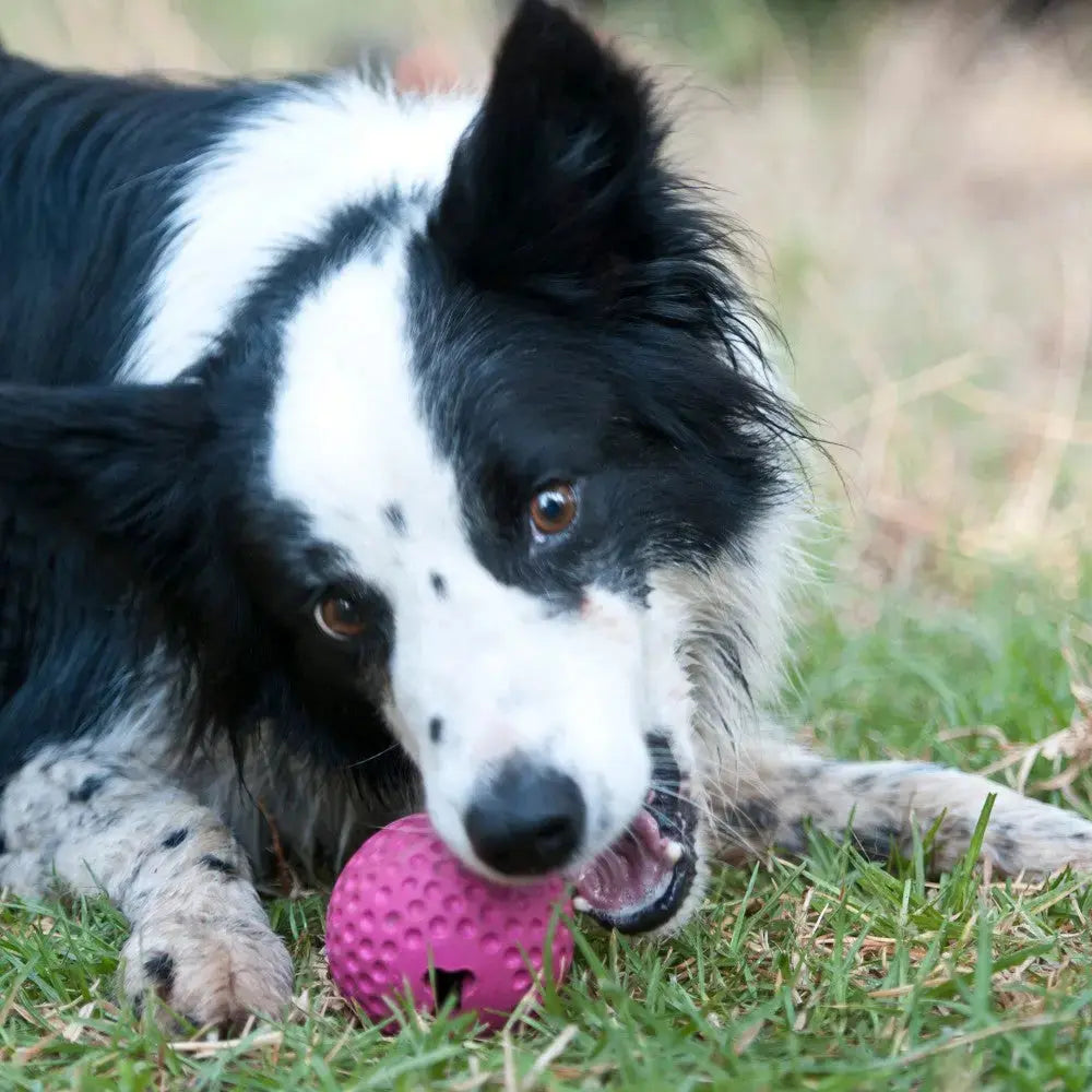 Border Collie playing with a pink rubber ball on green grass, showcasing playful pet behavior.