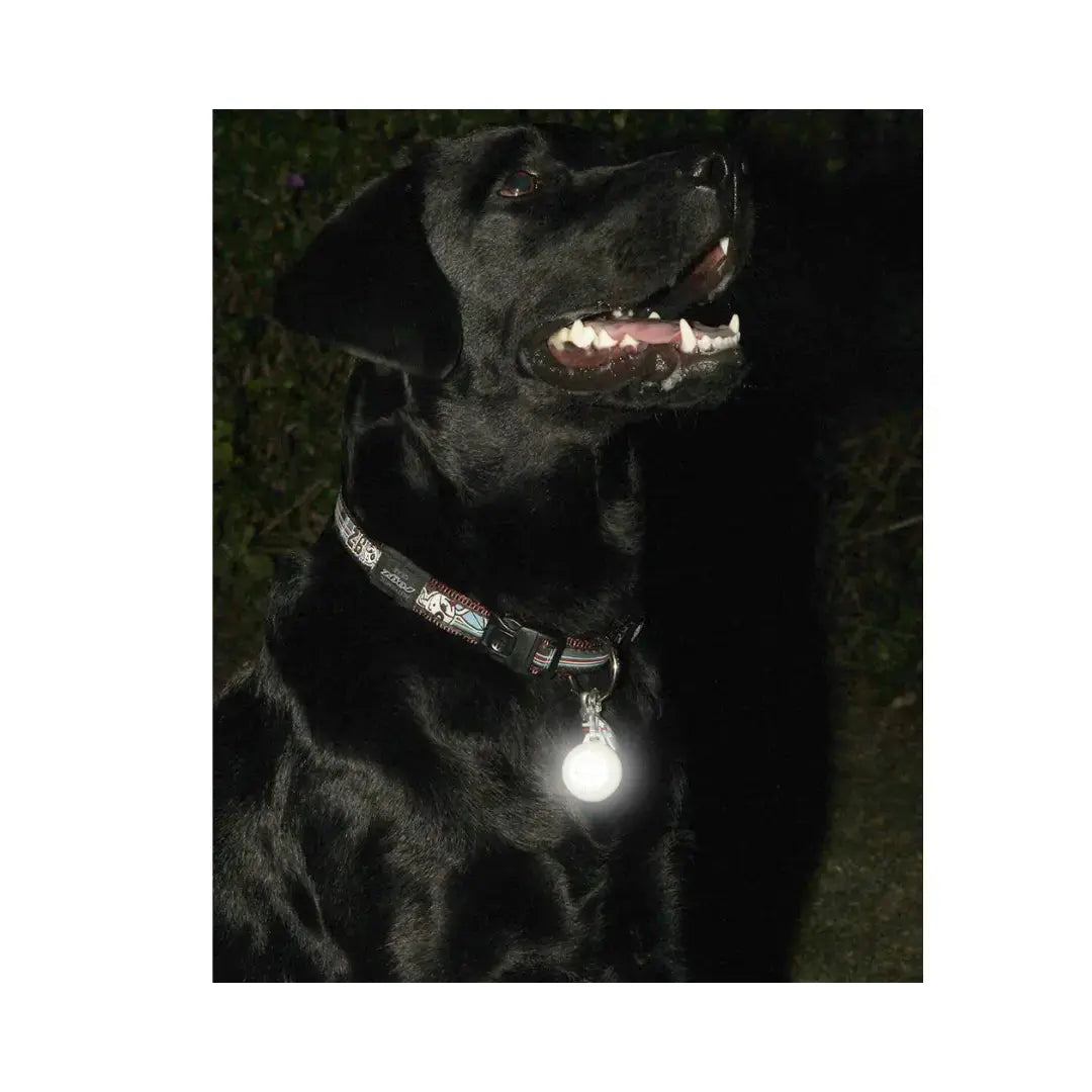 Rogz ID Tagz Roglite   | Canine & Co