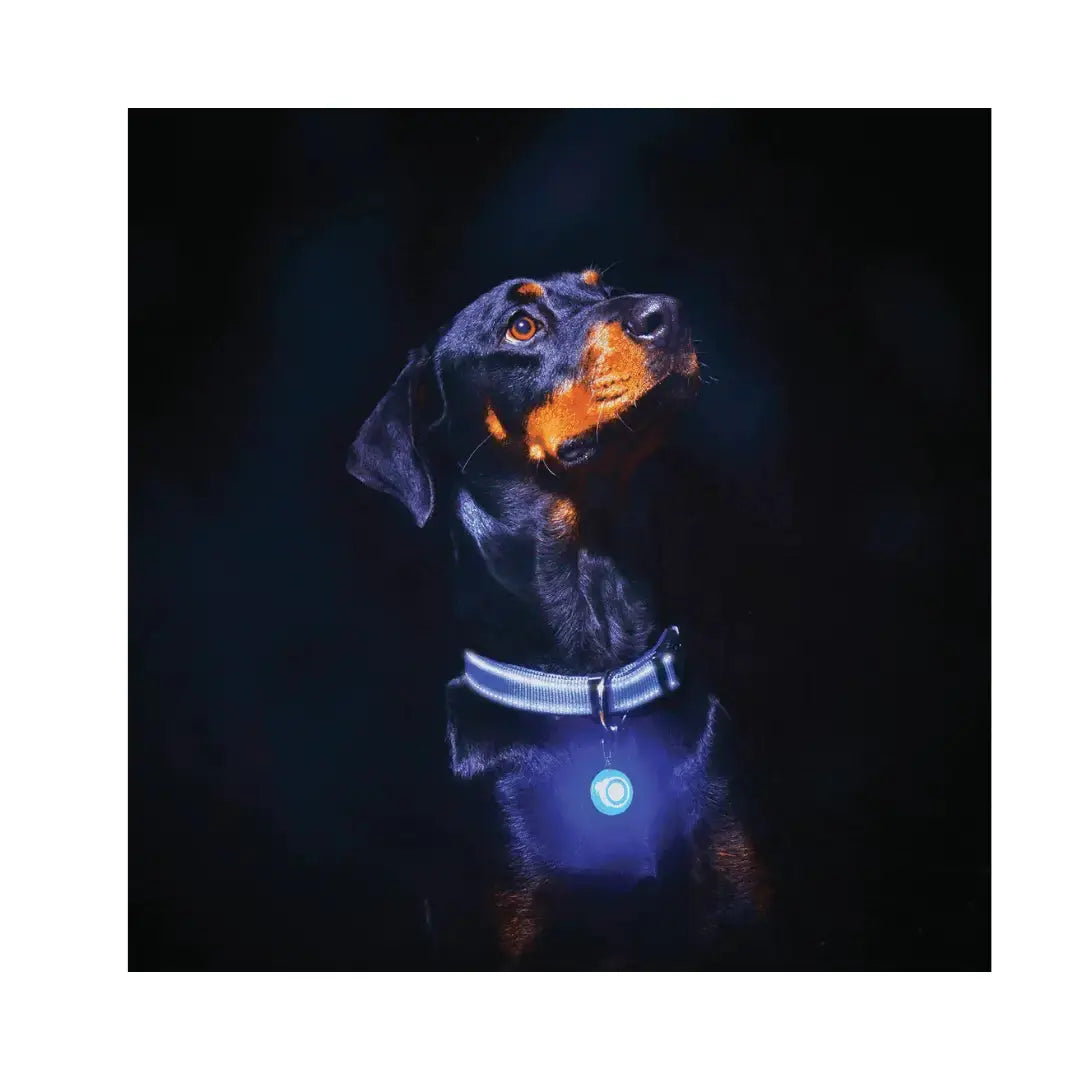 Rogz ID Tagz Roglite   | Canine & Co