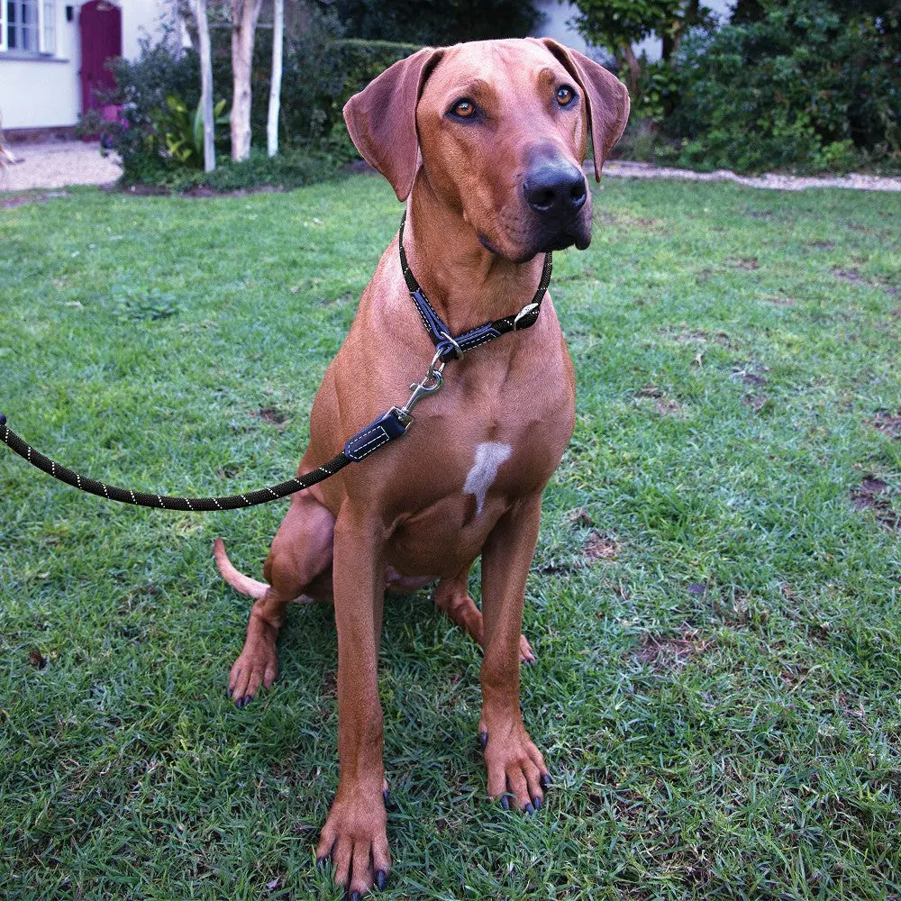 Rhodesian Ridgeback sitting on grass, wearing a leash, showcasing its strong build and attentive expression.