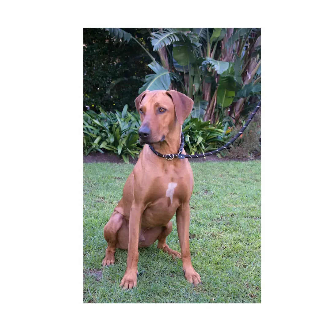 Rogz Rope Quick Fit Collar & Leash   | Canine & Co