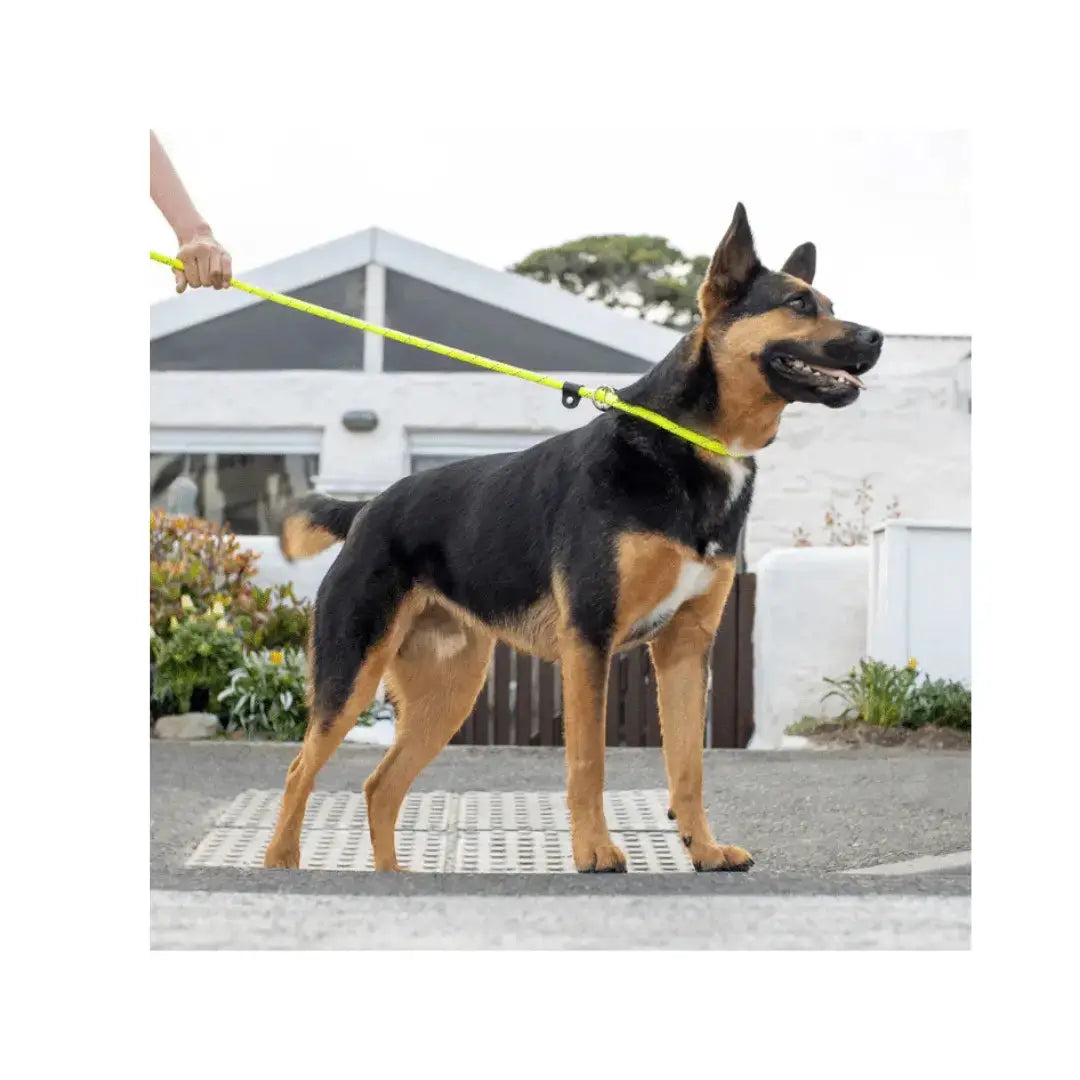 Rogz Rope Quick Fit Collar & Leash   | Canine & Co