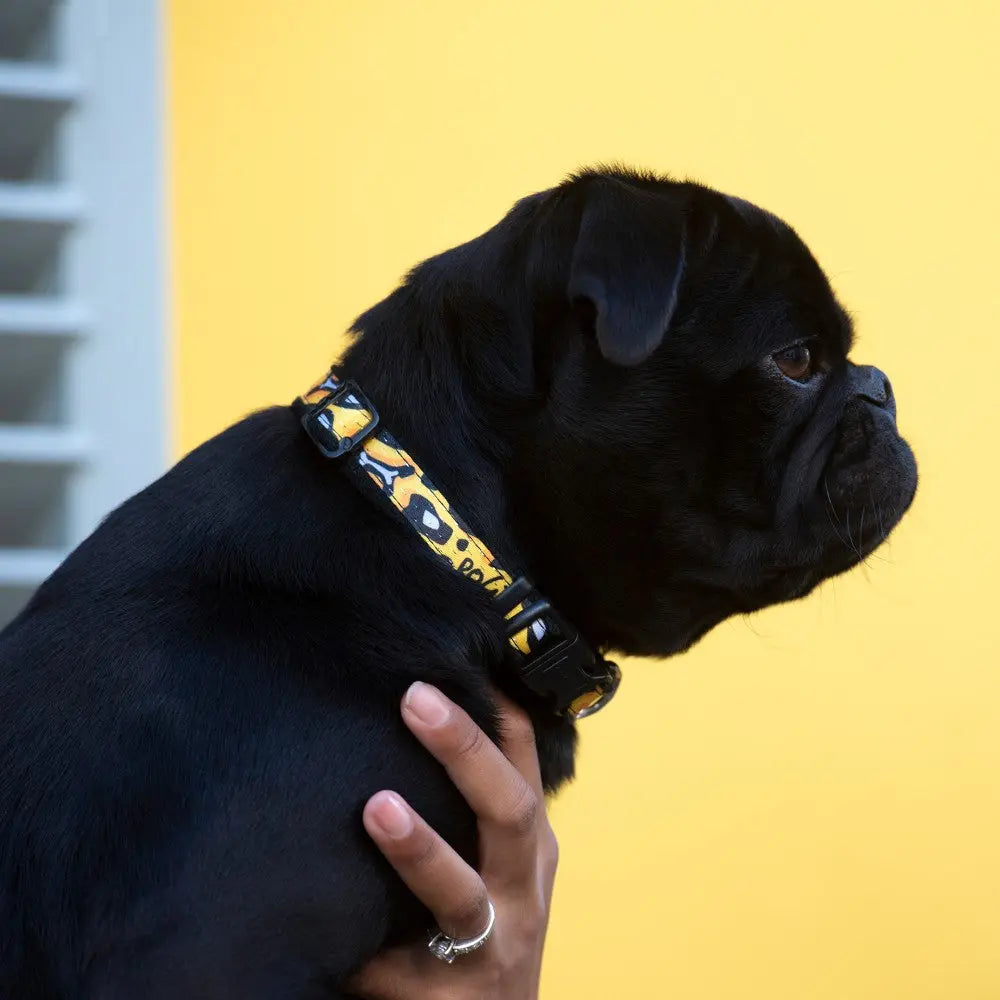 Black pug wearing a colorful collar against a bright yellow background.