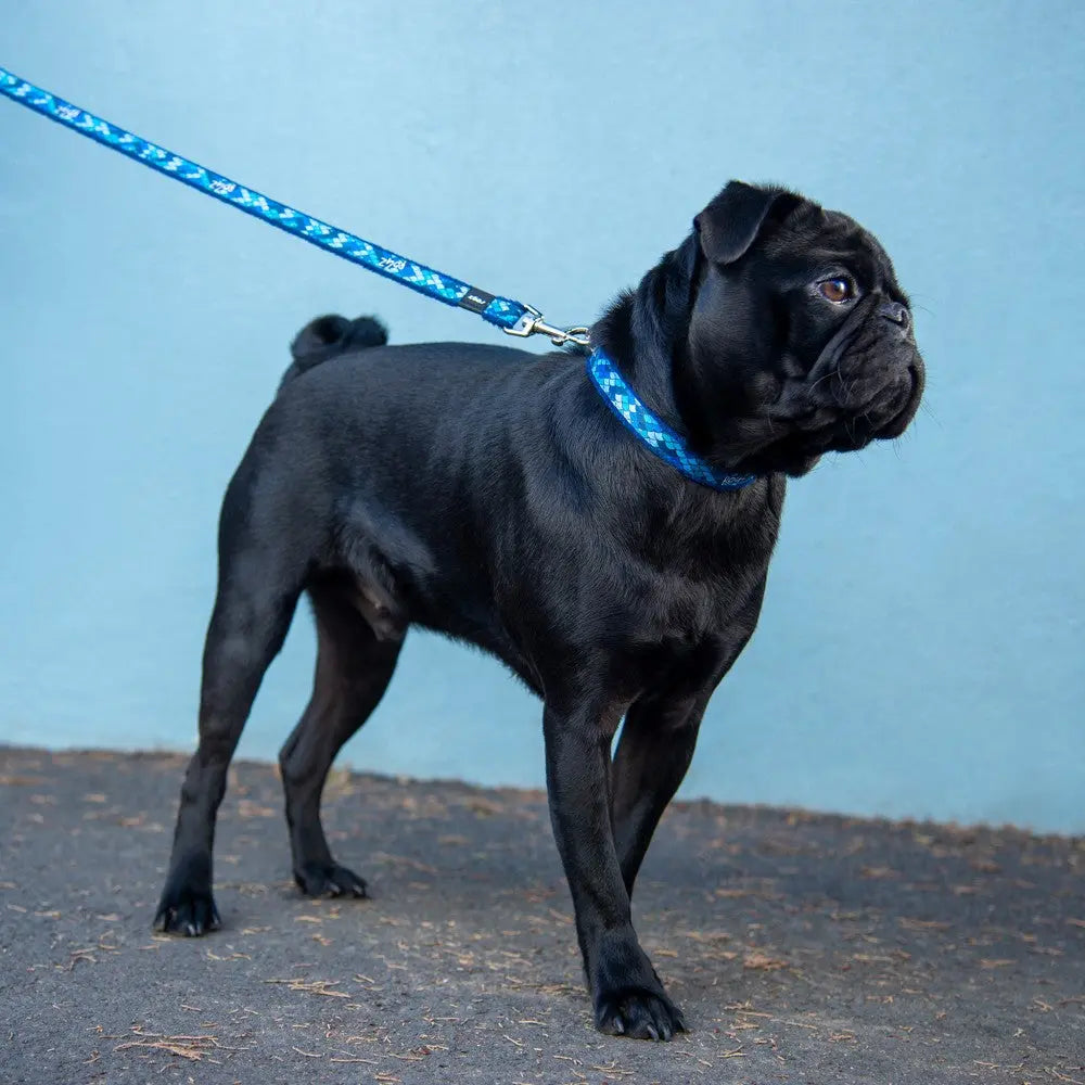 Black pug on a blue leash standing against a light blue wall.