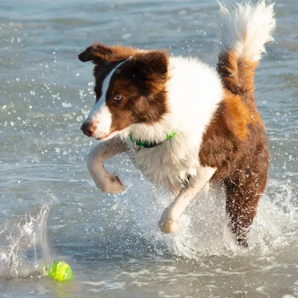 Dog jumping in water to fetch a green tennis ball, showcasing playful energy and joy.