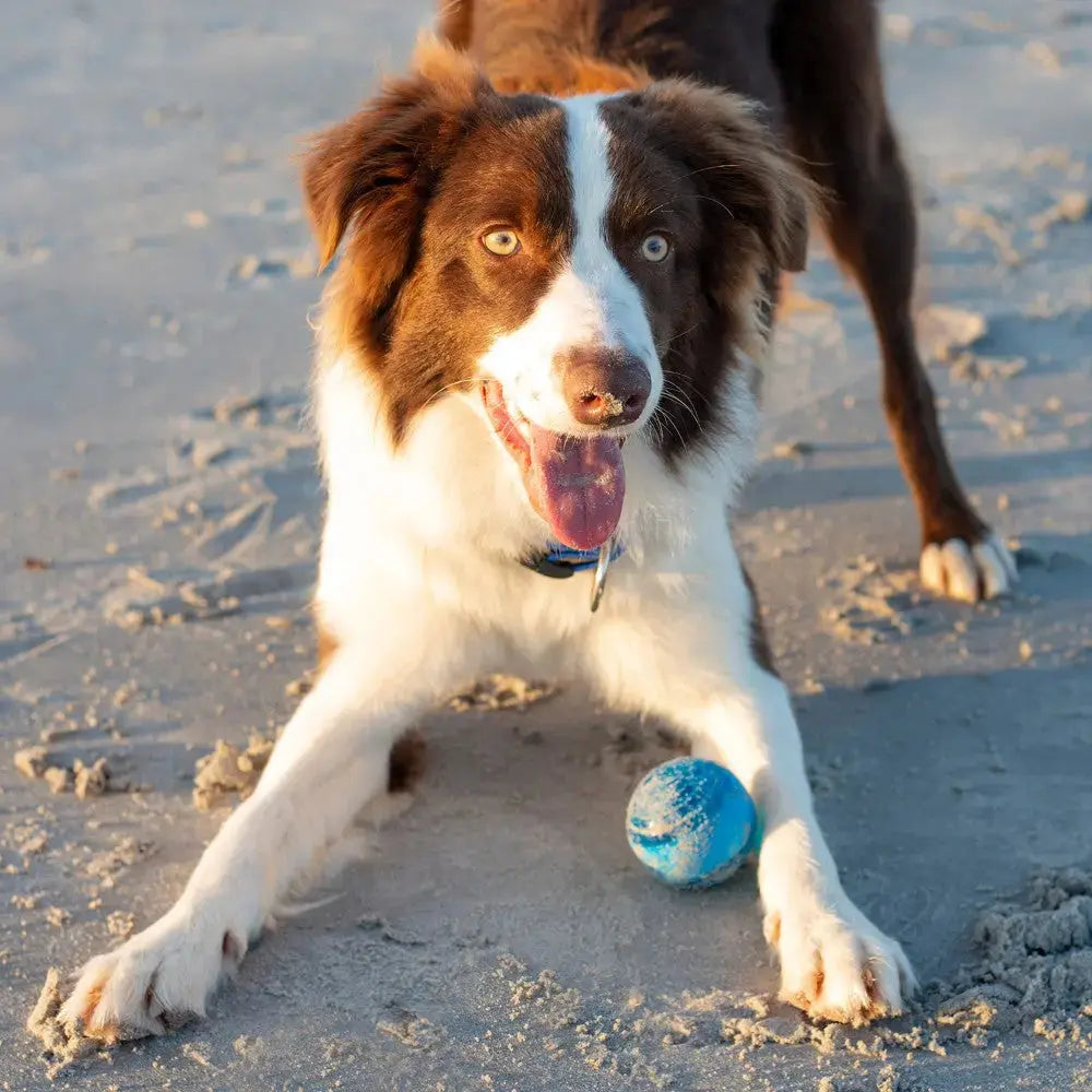 Happy dog playing with a blue ball on the beach during sunset.