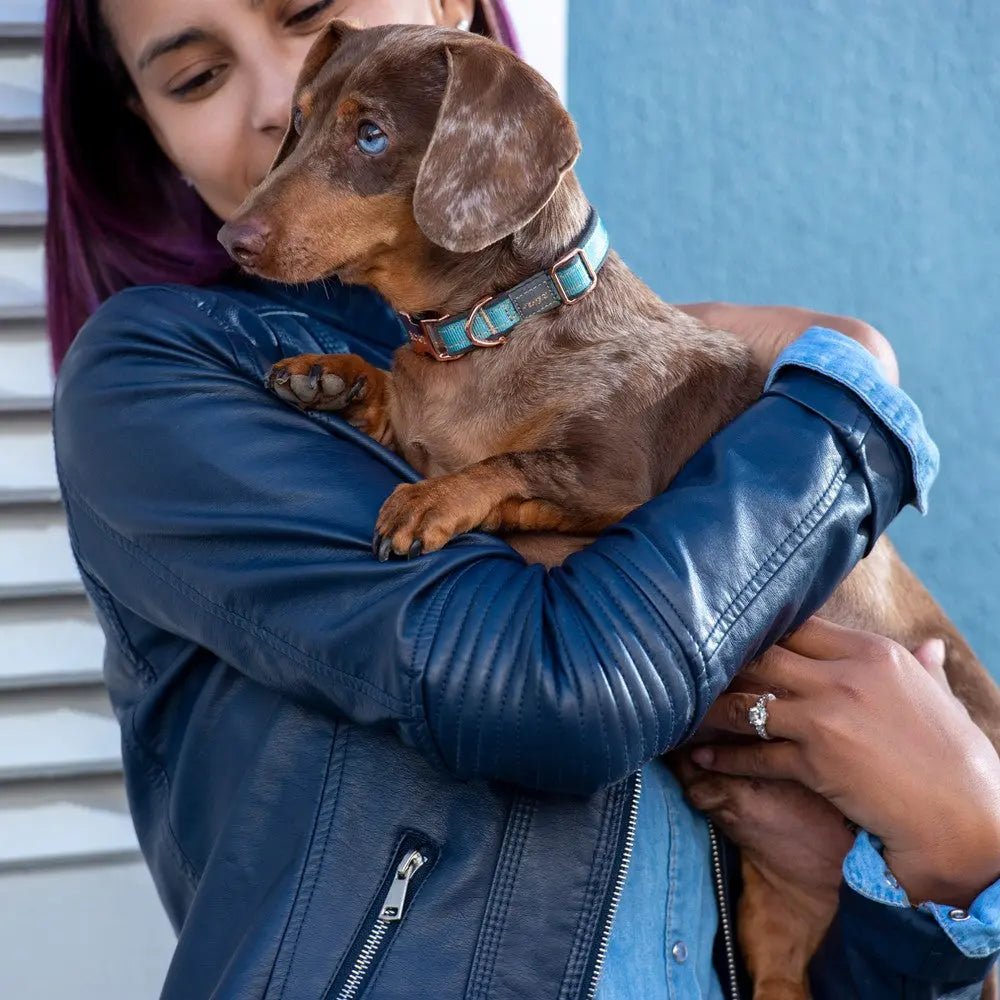 Woman holding a brown dachshund in a stylish leather jacket against a blue background.
