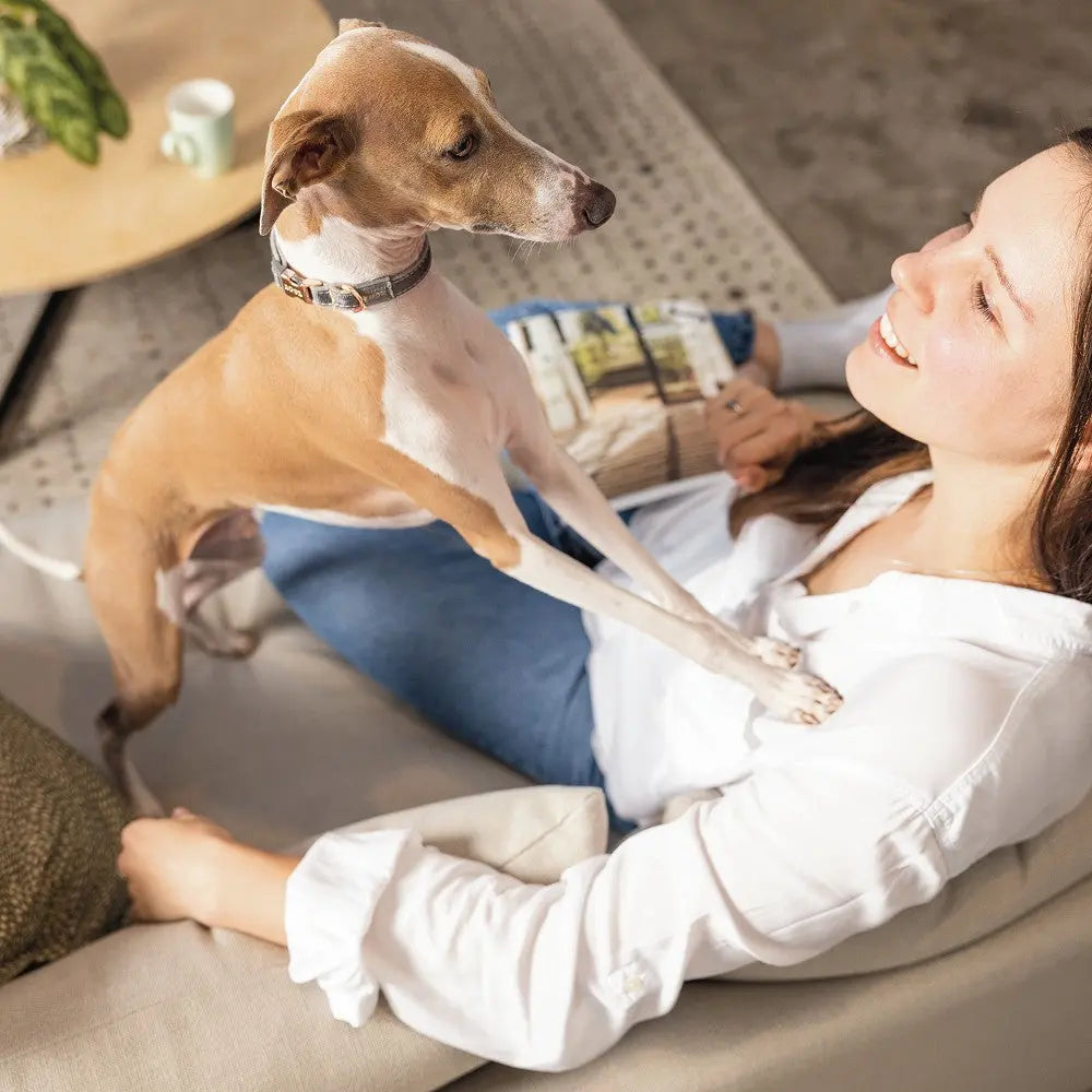 Woman enjoying time with her playful dog on a cozy couch in a stylish living room.
