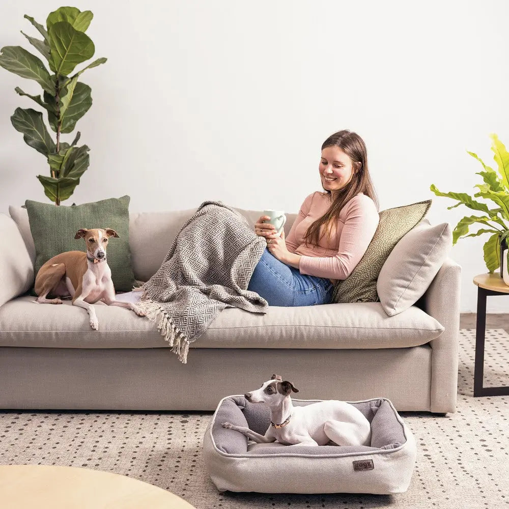 Woman relaxing on a couch with two dogs, cozy blanket, and plants in a stylish living room.