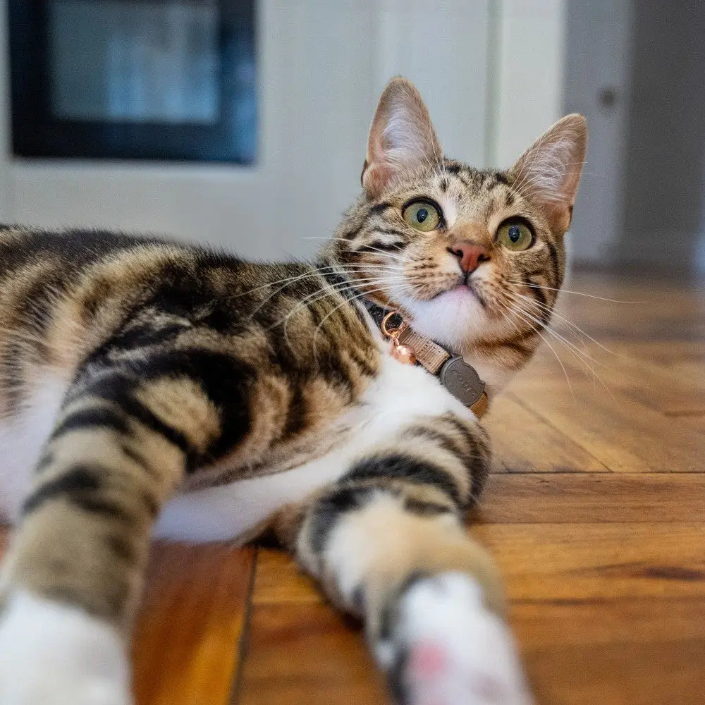 Playful tabby cat lounging on wooden floor, showcasing its striking green eyes and stylish collar.
