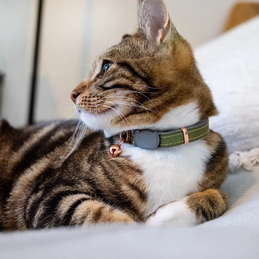 Stylish cat collar with a bell, featuring a green design and a comfortable fit for your feline friend.
