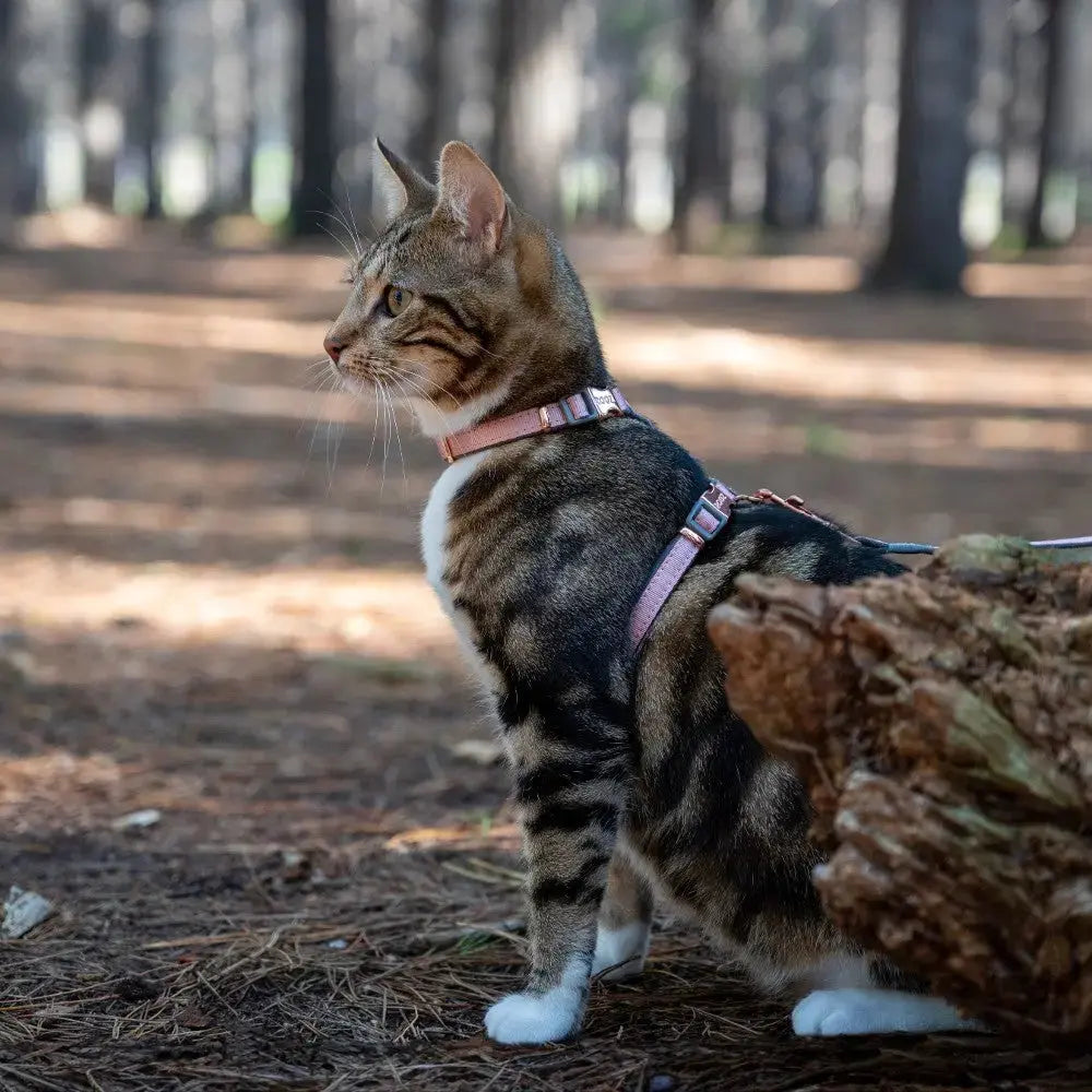 Cat in a harness exploring a forest, surrounded by trees and natural scenery.