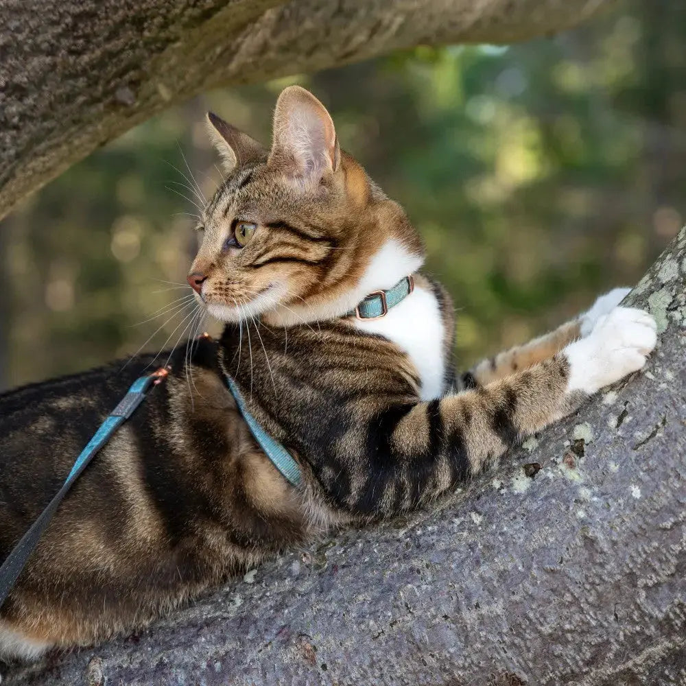 Cat lounging on a tree branch, wearing a harness, enjoying the outdoors.