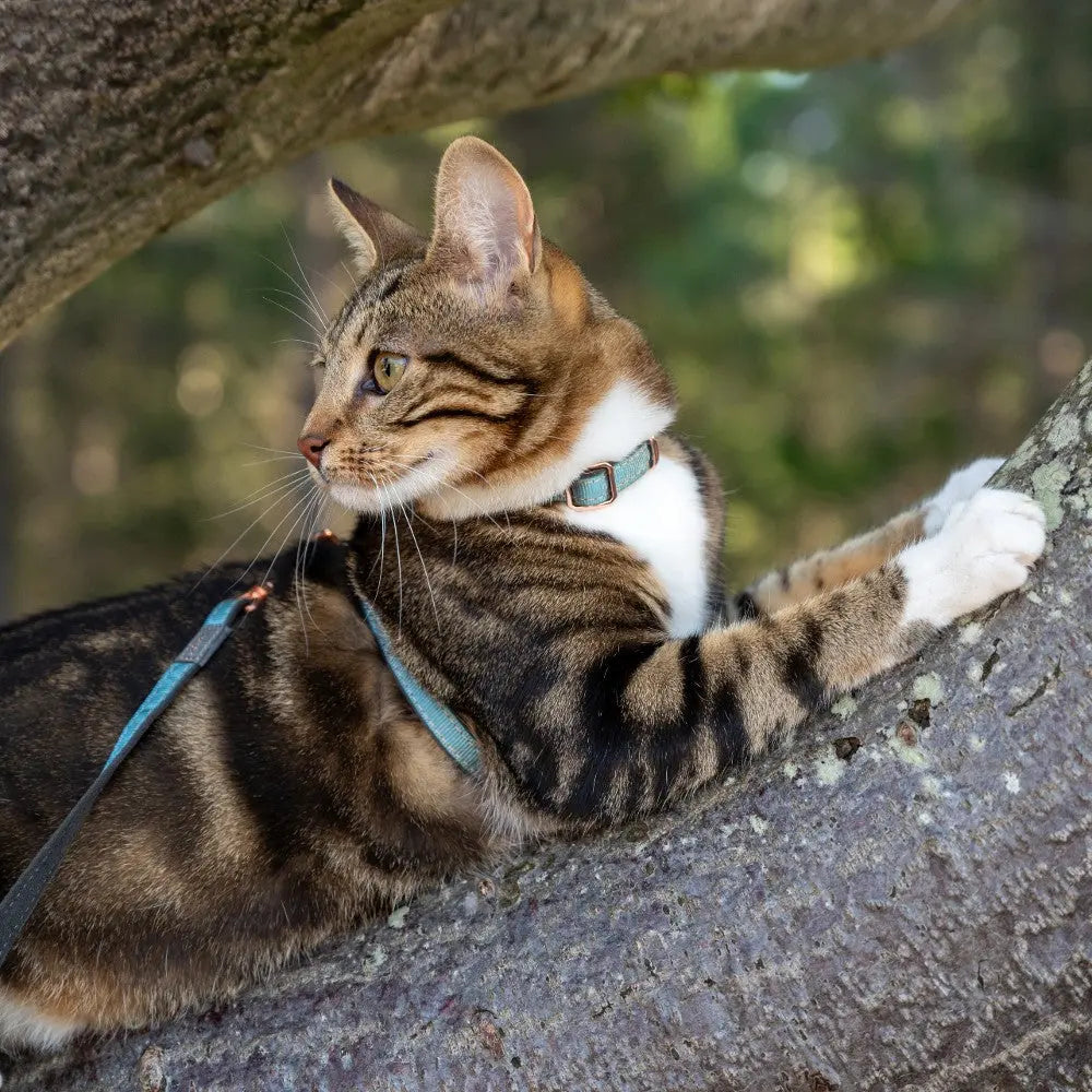Cat lounging on a tree branch, wearing a harness, enjoying the outdoors.