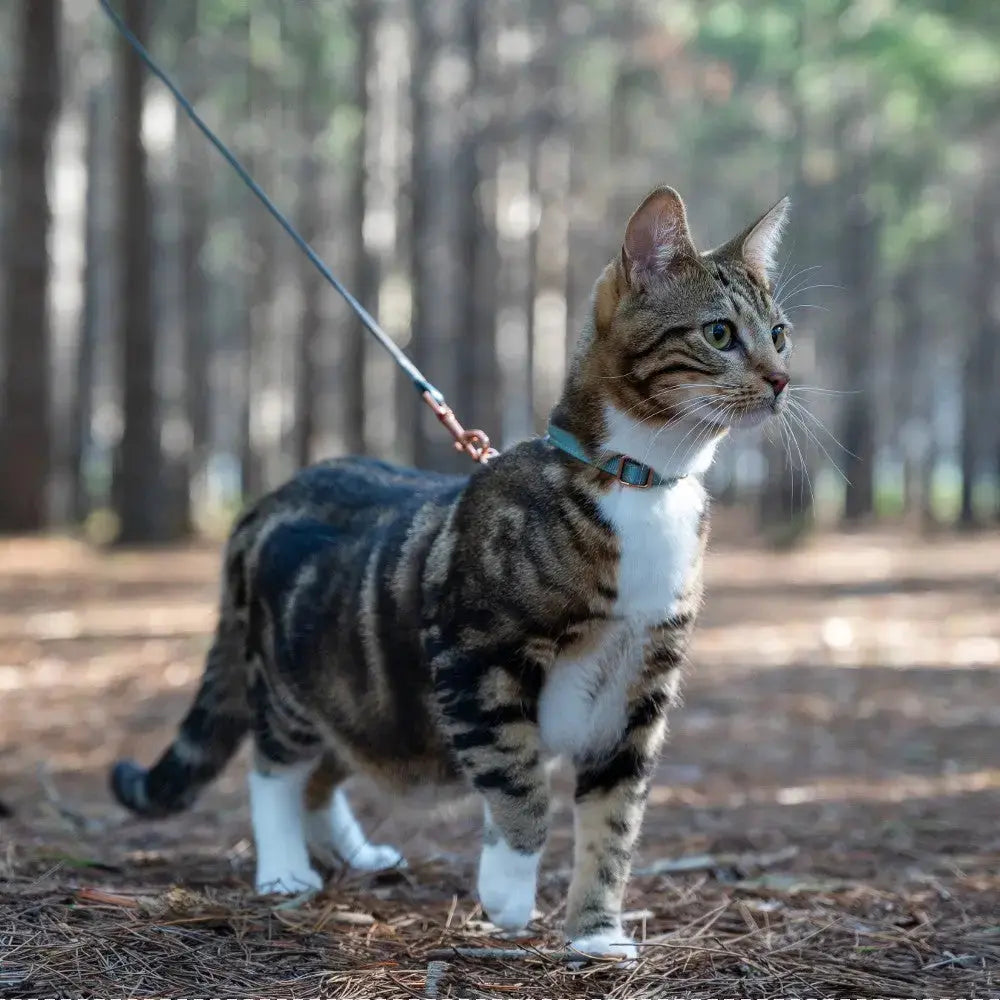 Cat on a leash exploring a forest, showcasing outdoor adventure and pet safety.