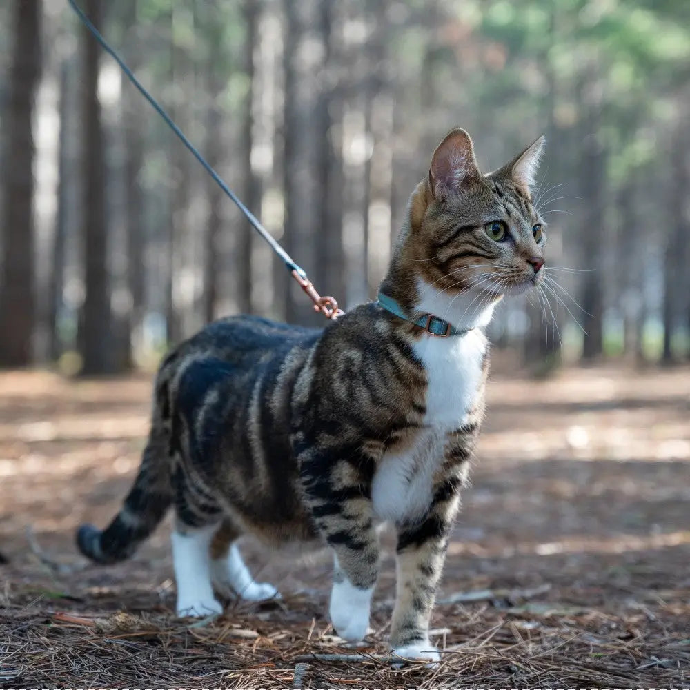Cat on a leash exploring a forest, showcasing outdoor adventure and pet safety.