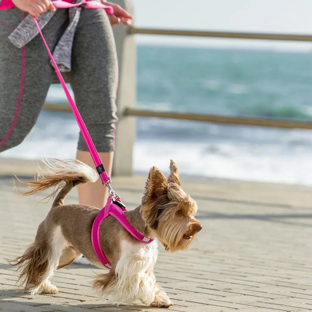 Small dog in a pink harness walking along a scenic waterfront path.