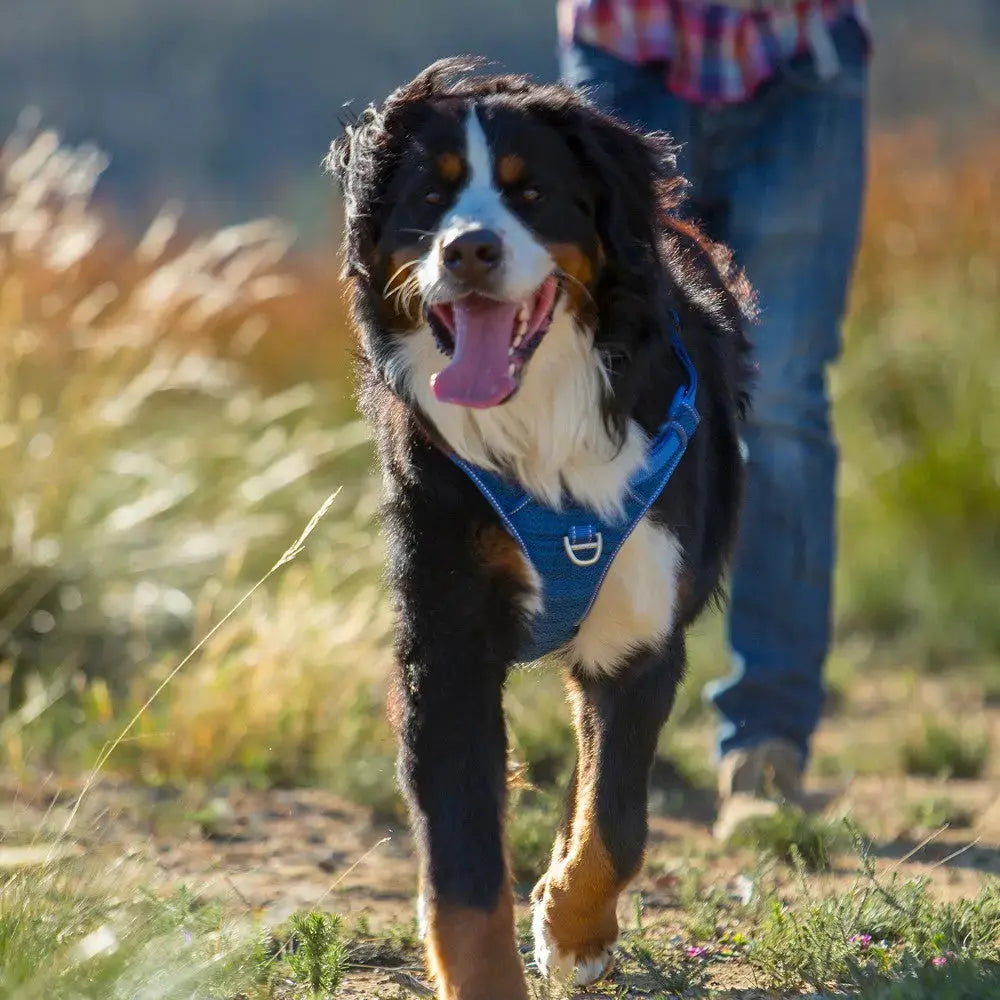 Happy Bernese Mountain Dog walking on a trail with a blue harness and owner in the background.