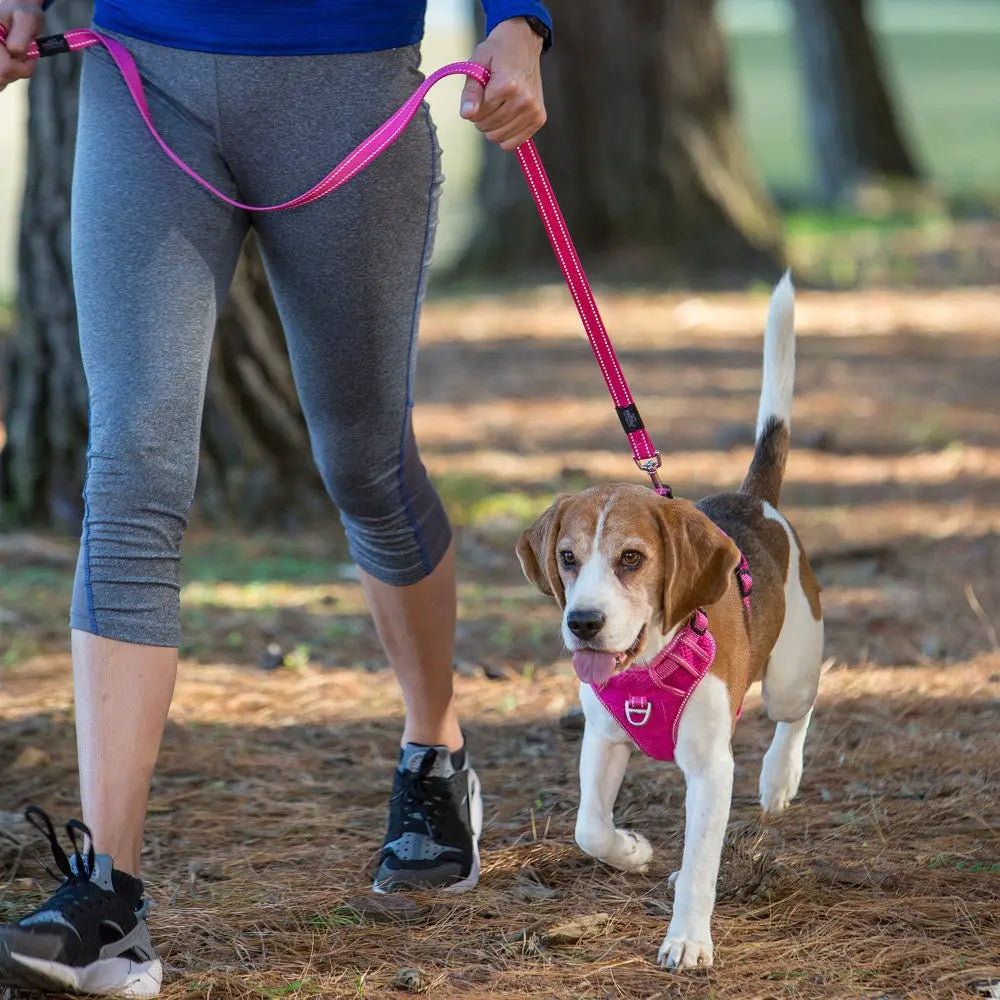 Beagle dog on a pink leash enjoys a walk in the park with its owner.